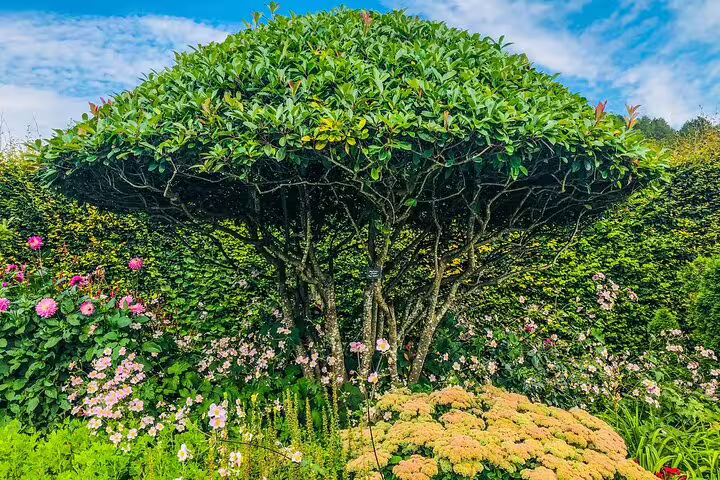 Lush umbrella-shaped topiary tree surrounded by colorful flowers in a manicured French garden