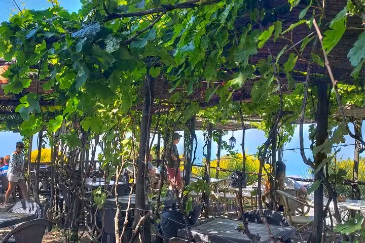 Scenic outdoor dining area covered by lush grapevines, offering a refreshing lunch spot during the Vesuvius tour.
