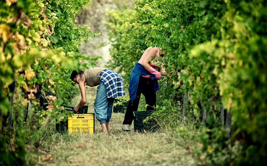 Guests harvest grapes between lush vineyard rows on the slopes of Mount Vesuvius during a rustic picnic and wine tour