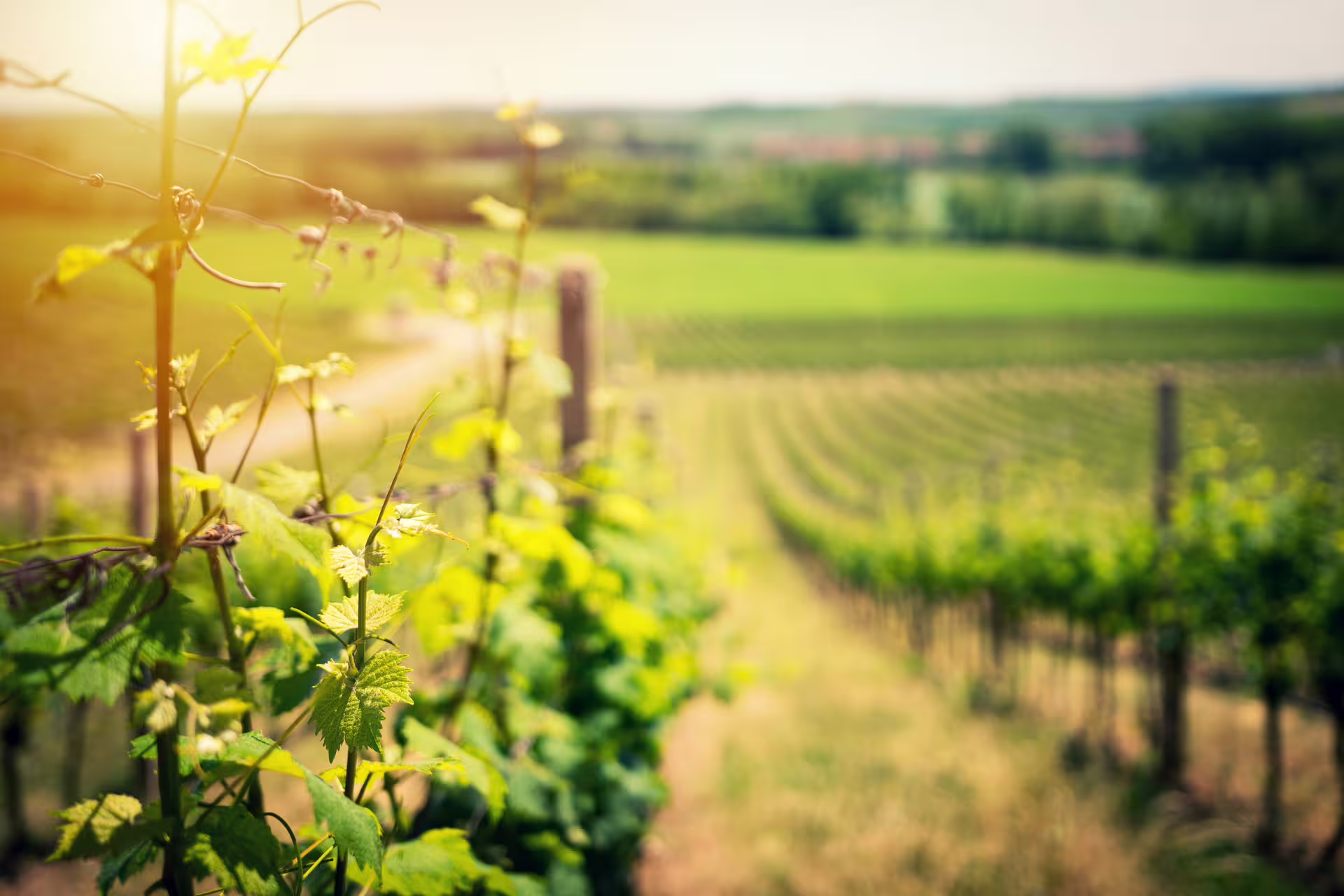 Sunlit vineyard rows near Mount Vesuvius, scenic stop on Naples group tour with winery wine tasting