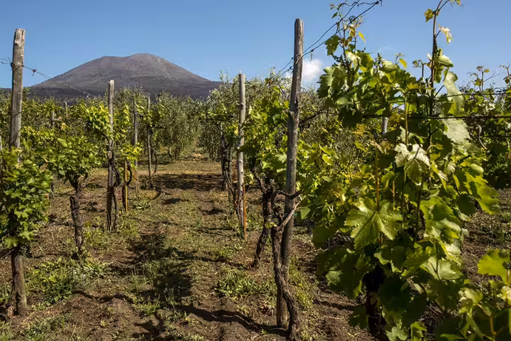 Rows of vines on Vesuvius slopes near Naples, scenic vineyard stop on group wine tasting tour