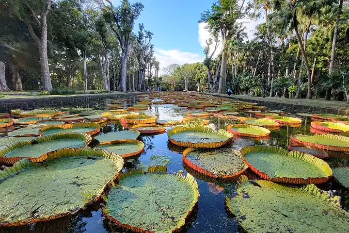 Giant Victoria amazonica water lilies at Pamplemousses Botanical Garden on a tailored North Mauritius day trip
