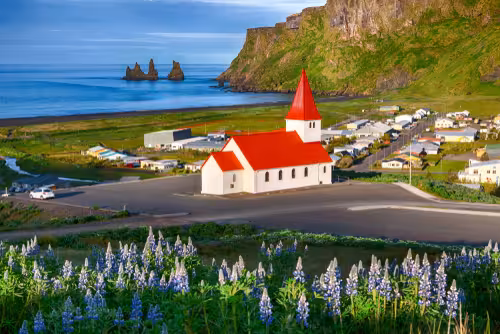 White church with red roof in Vik Iceland, surrounded by lupine flowers with black sand beach and sea stacks in background