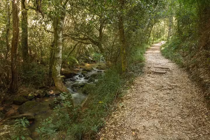 Scenic woodland trail alongside a tranquil stream in Vila Velha Park, perfect for nature walks and eco-tourism.