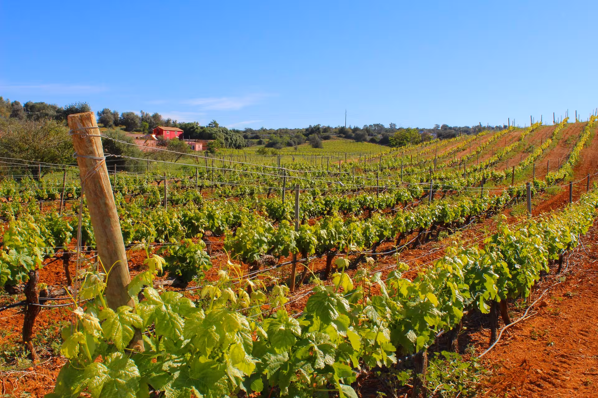 Lush green vineyard rows on red soil at Quinta dos Vales Algarve Portugal perfect setting for an immersive bottle blending workshop experience