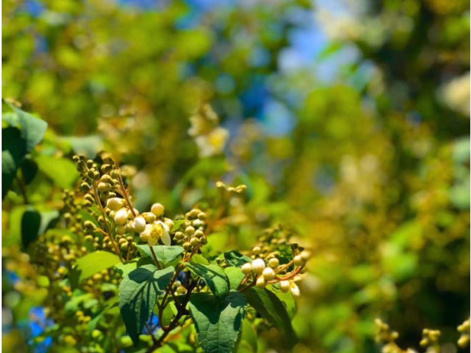 Close-up of vineyard foliage with unripe grapes under a clear blue sky near Asti and Turin wine regions.