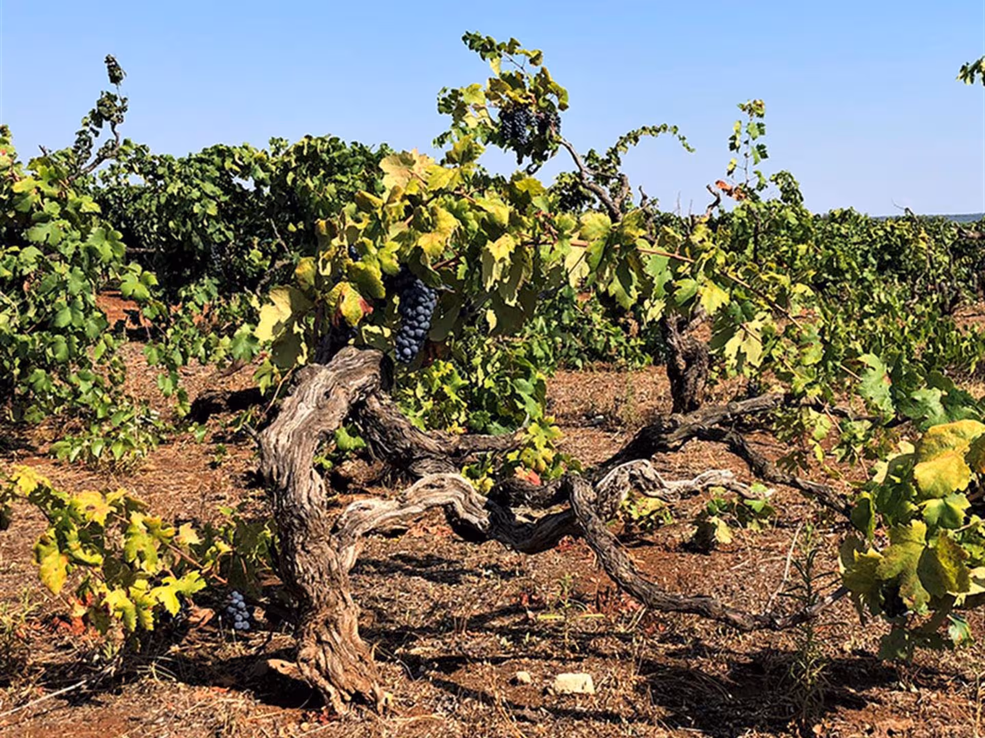 Lush vineyard with ripe grape clusters at a Masseria winery near Taranto, ideal for a vineyard walk and tasting tour.