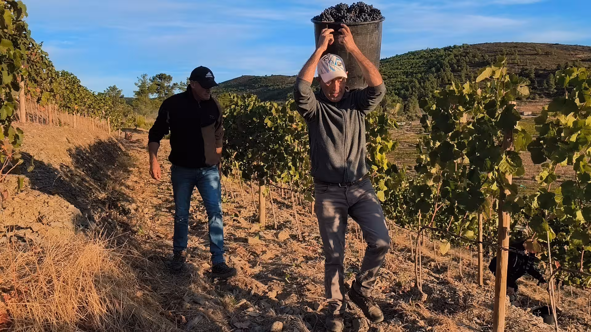 Vineyard harvest scene on panoramic tour, worker carrying grape bin between sunlit vine rows and hills