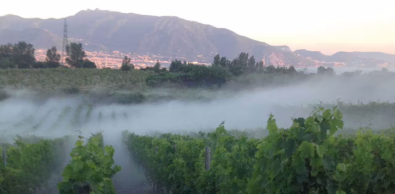 Misty evening over green vineyard rows near Mount Vesuvius with coastal views, ideal for atmospheric sunset wine dinners