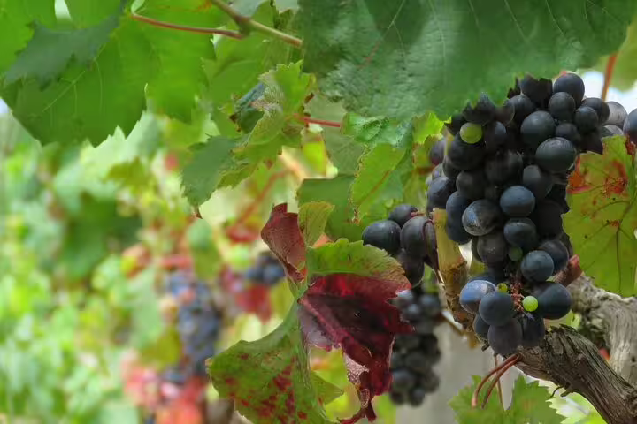 Lush vineyard with ripe grapes and vibrant green leaves, perfect for a 4x4 wine tour adventure and skywalk experience.