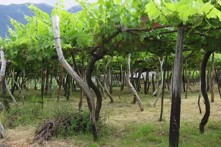 Lush vineyard with grapevines, set against mountain backdrop, ideal for wine tour, tasting experience, and skywalk 4x4 adventure.