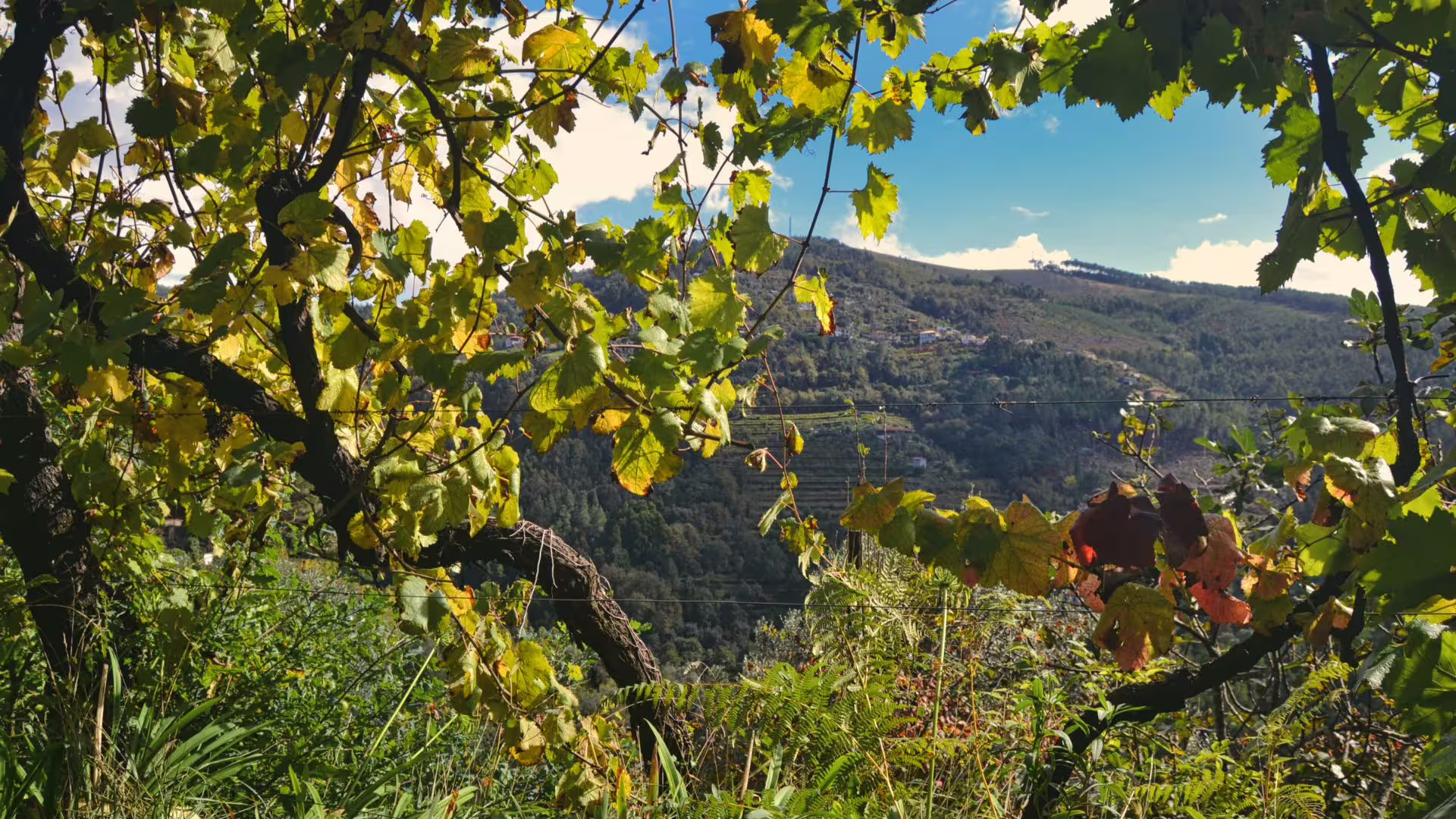 Image of view of the surrounding hills under the vineyards