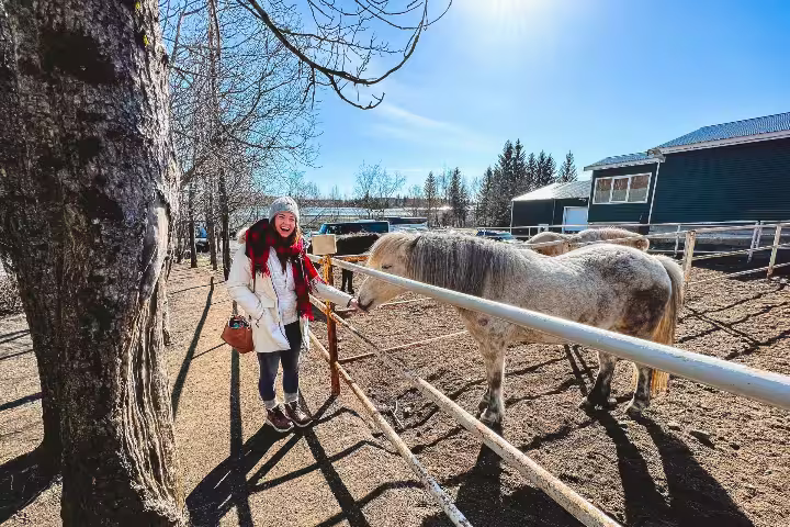 A visitor enjoys interacting with Icelandic horses in the sunny Friðheimar farm, part of the Golden Circle and Sky Lagoon tour.