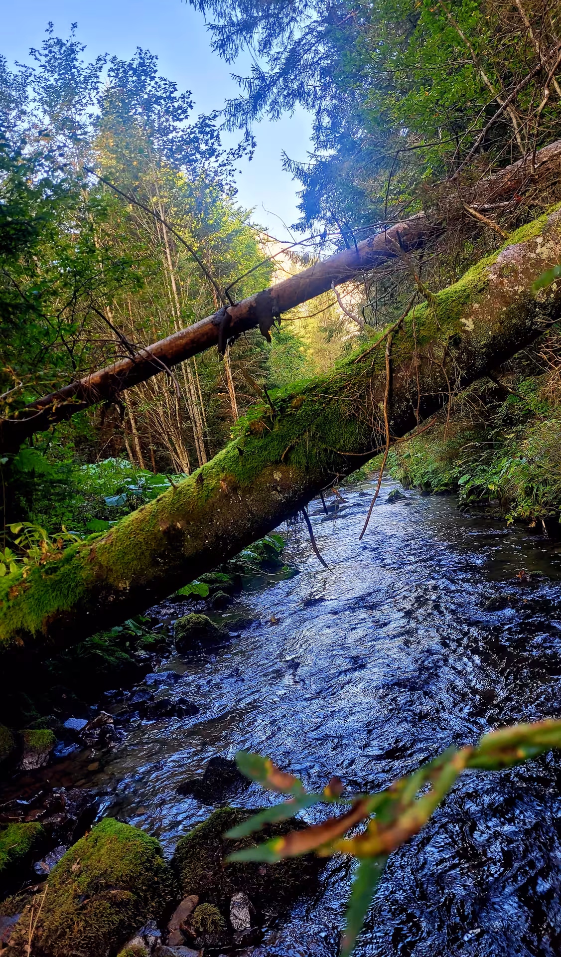 Moss-covered fallen log over a rushing forest stream on Vladeasa hiking trail, Apuseni