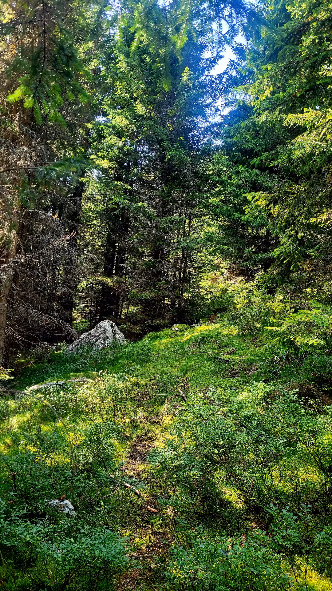 Lush green forest trail with moss-covered ground and tall spruce trees on the path to Vladeasa Peak