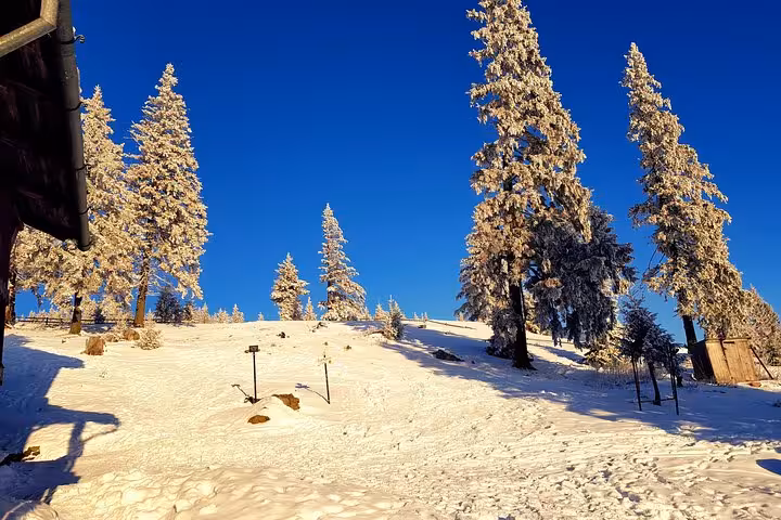 Snow-covered pine trees on a sunny winter hiking trail in Apuseni mountains with blue sky