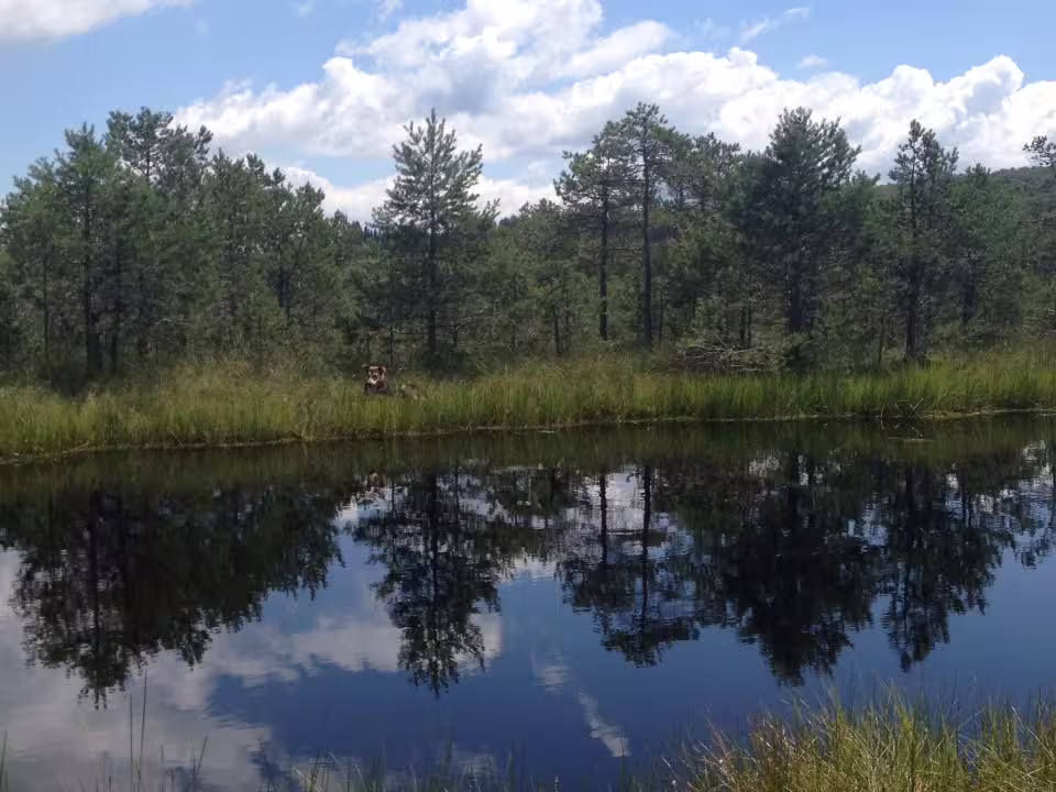 Calm volcanic lake reflecting pine trees and cloudy sky in Eastern Europe with a dog on the grassy shore