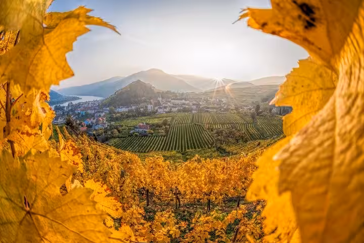 Autumn vineyards in Austria’s Wachau Valley at sunset, scenic stop on Vienna to Hallstatt small-group day tour