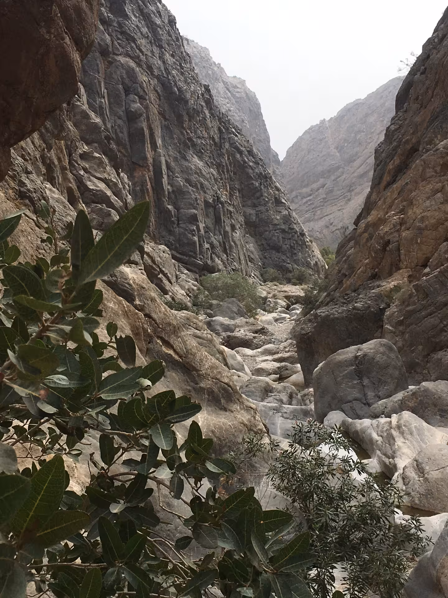 Rocky canyon walls and green shrubs lining the rugged hiking trail through scenic Wadi Shab gorge in Oman