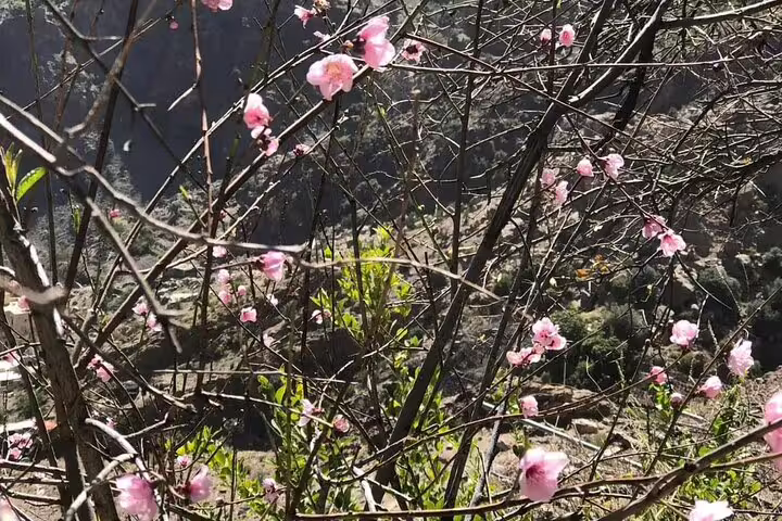 Blooming pink flowers in the scenic Wakan landscape offering a serene view on the 2 Days 1 Night Wakan Private Tour.