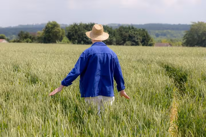 Farmer in straw hat and blue jacket walking through green wheat fields in Auvers-sur-Oise
