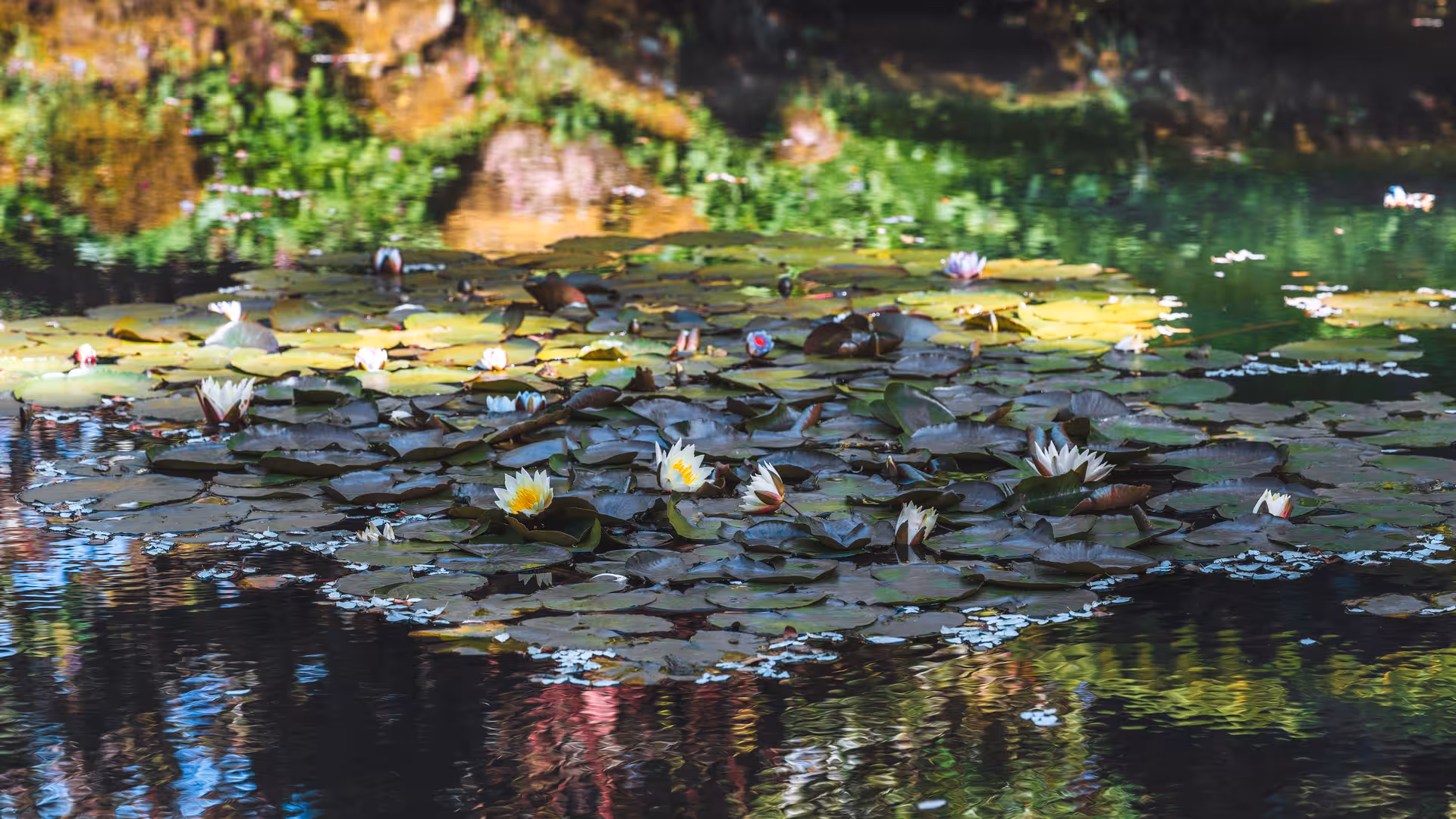 White water lilies and lily pads floating on the pond at Monet's Gardens in Giverny, France