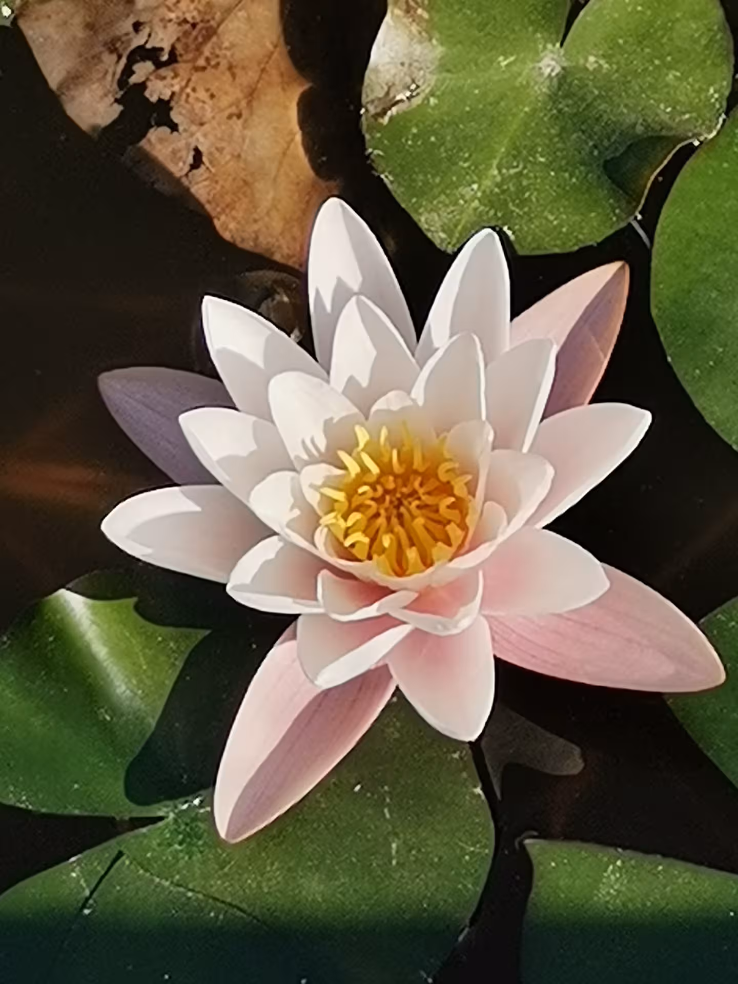 Water lily in a Provençal estate pond near Coteaux d’Aix-en-Provence vineyards, Sainte-Victoire tour