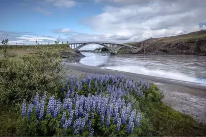 Lupine flowers along a glacial river with an arched bridge in West Iceland