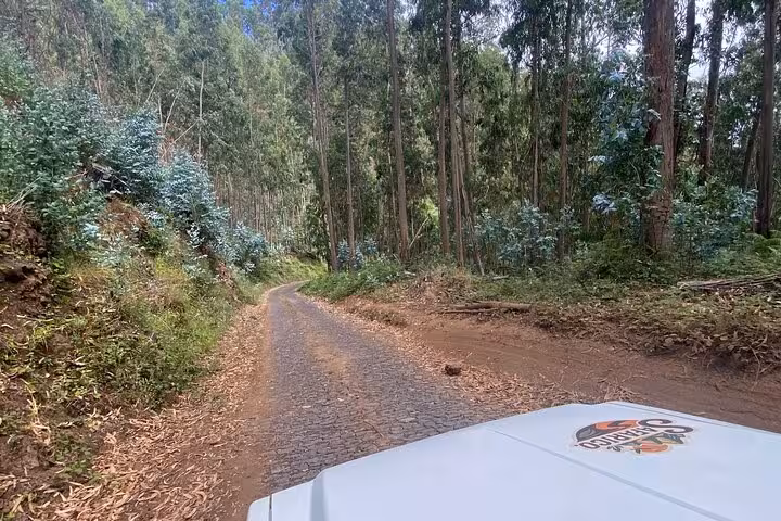 Off-road 4x4 driving through West Madeira forest track, en route to Fanal Forest skywalk and lava pools