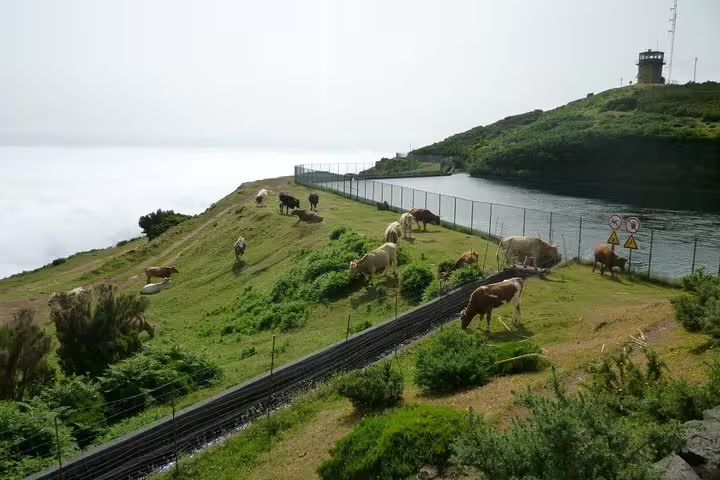 Grazing cows on lush green hills overlooking the ocean, a serene stop on the West Tour route.