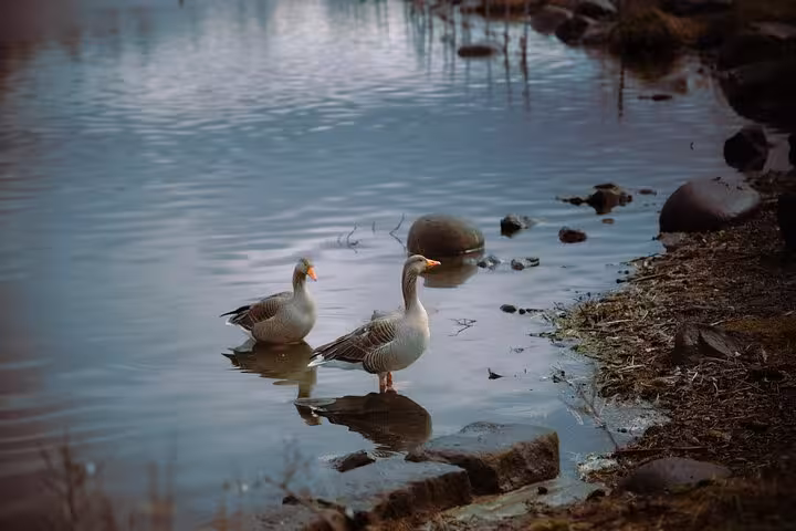 Two grey geese wading in shallow water near rocky shoreline at Westfjords bird sanctuary