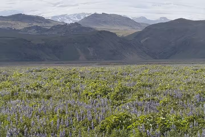 Vast lupine flower field with volcanic mountains and snow-capped peaks in Westfjords Iceland