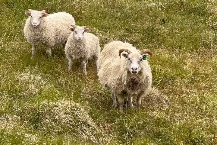 Three white sheep grazing on green grassy hillside in the Westfjords, Iceland