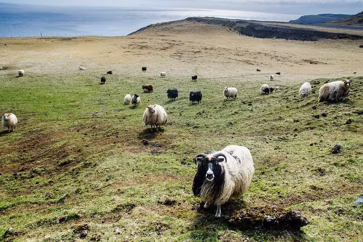 Flock of Icelandic sheep grazing on green hillside with ocean and volcanic landscape in background