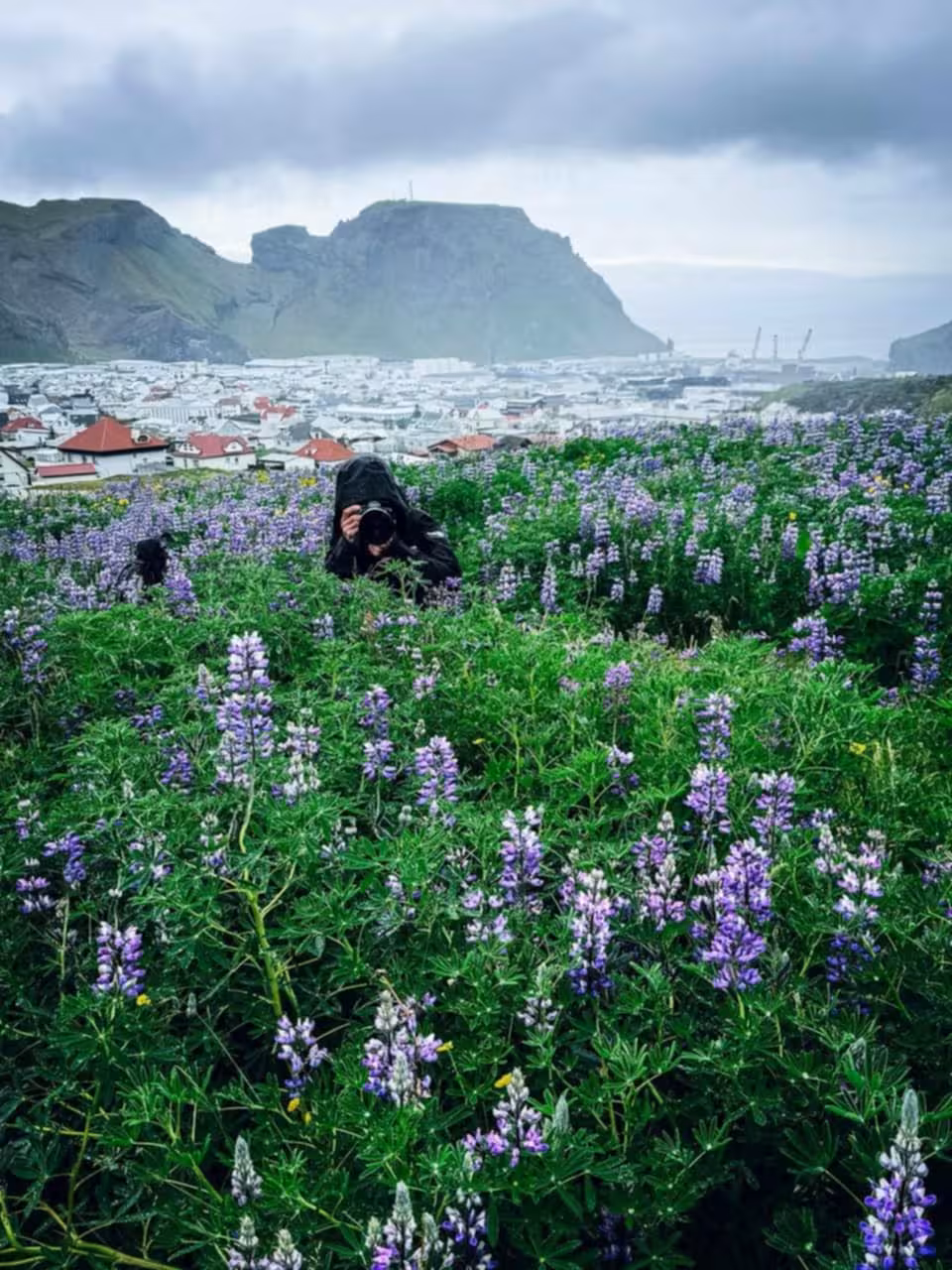 Photographer among purple lupine flowers in Westman Islands with coastal town and cliffs in background