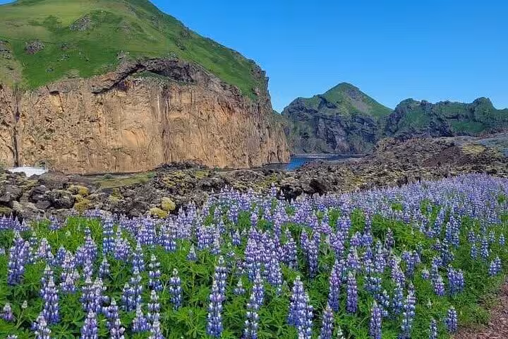 Purple lupine flowers in bloom with dramatic volcanic cliffs and green mountains in Westman Islands, Iceland