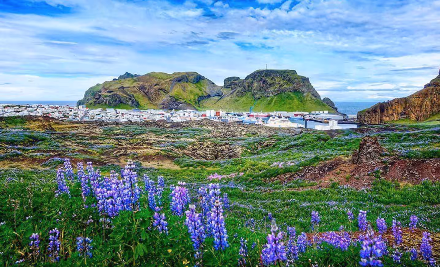 Westman Islands town with colorful lupine flowers, green volcanic hills, and harbor in South Iceland