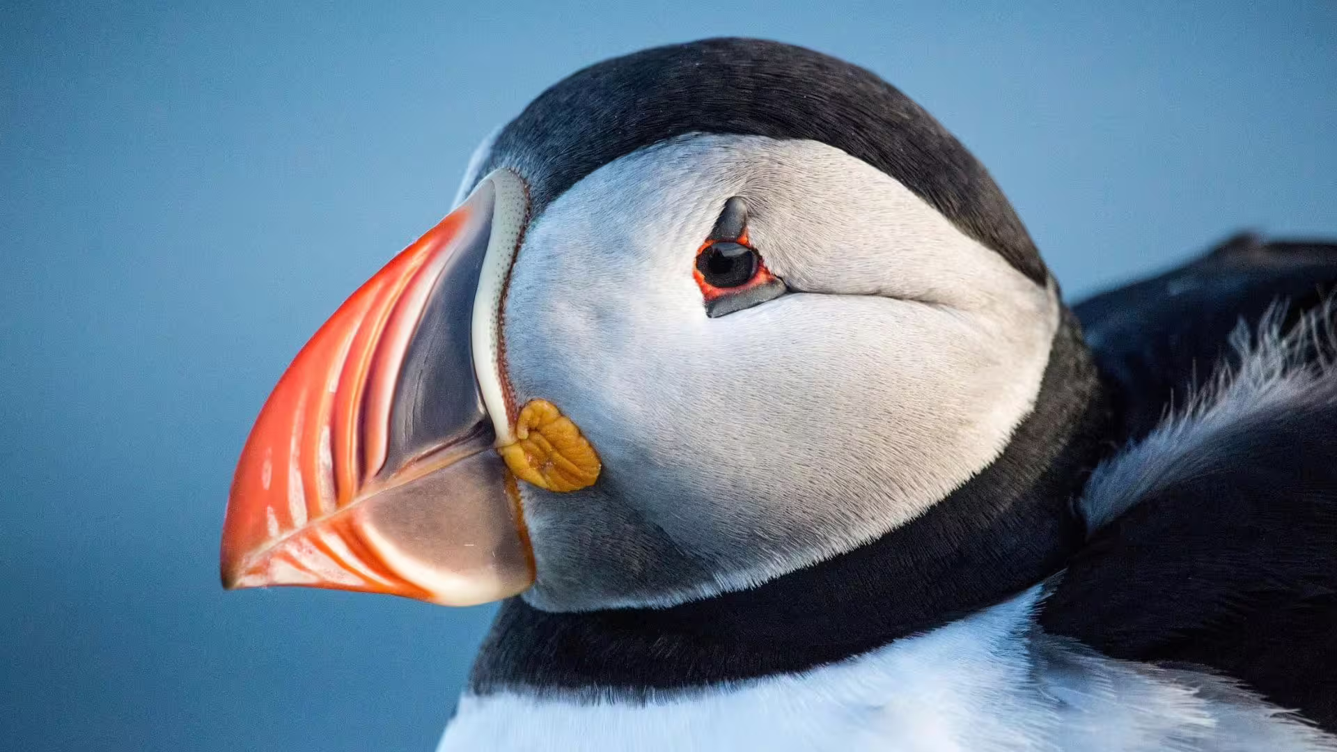 Puffin