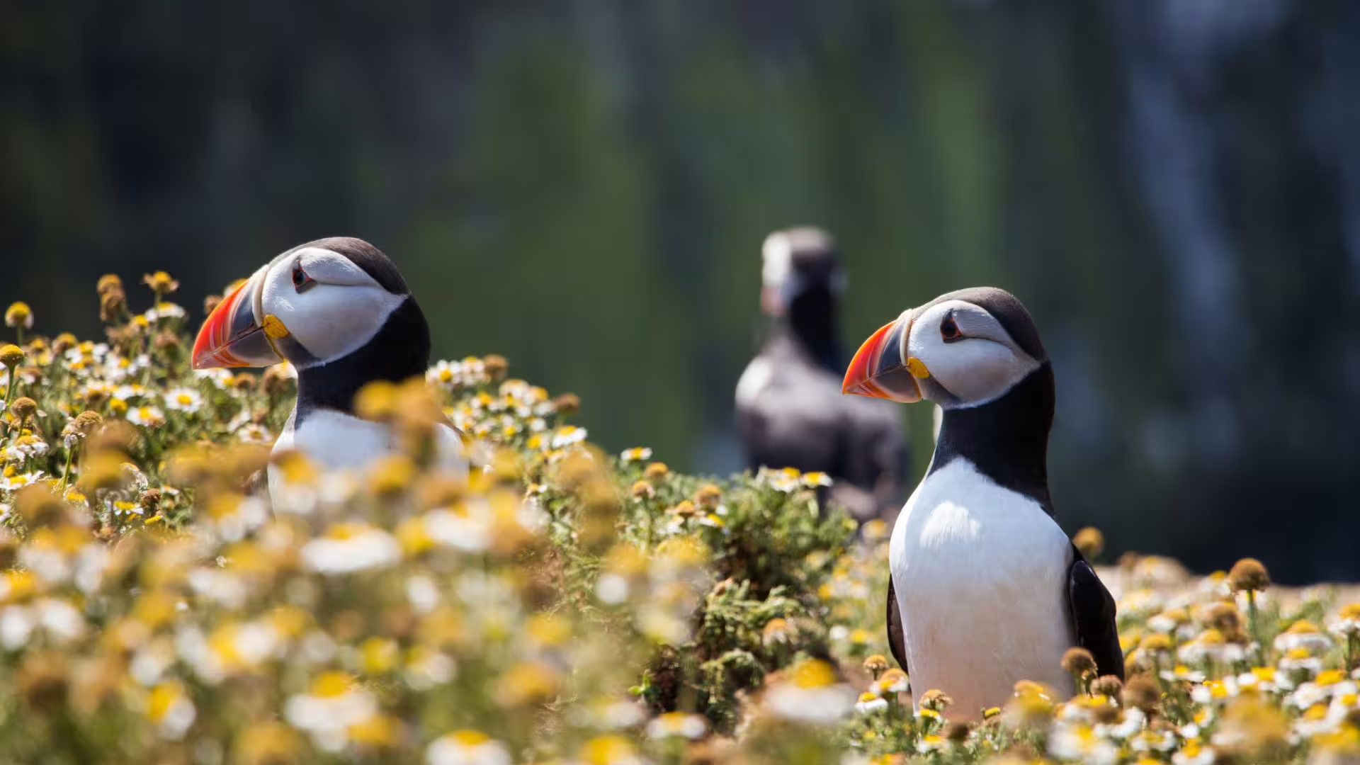 Puffins