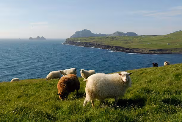 Sheep grazing on green coastal cliffs of Heimaey island with ocean and rocky coastline in background