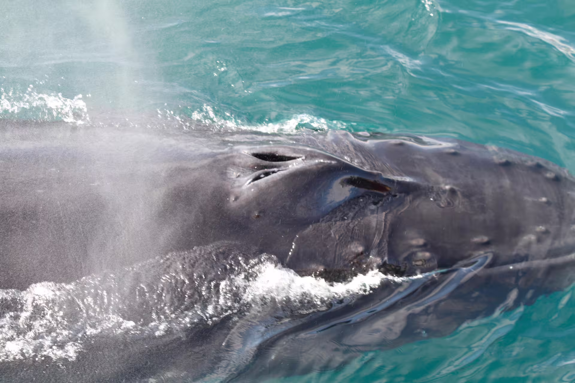 Close-up of a whale surfacing and blowing spray in turquoise Eyjafjord waters near Akureyri