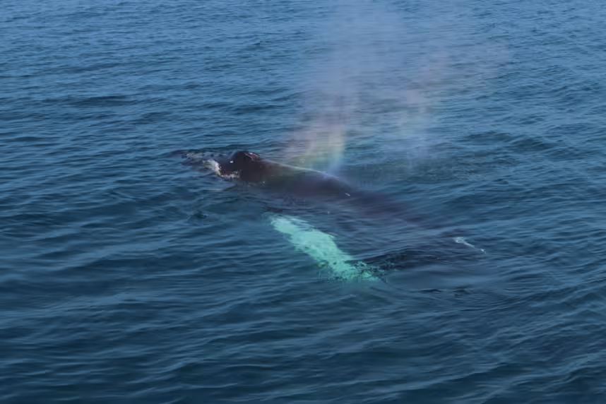 Humpback whale surfacing with rainbow blowhole spray in Reykjavik harbor waters