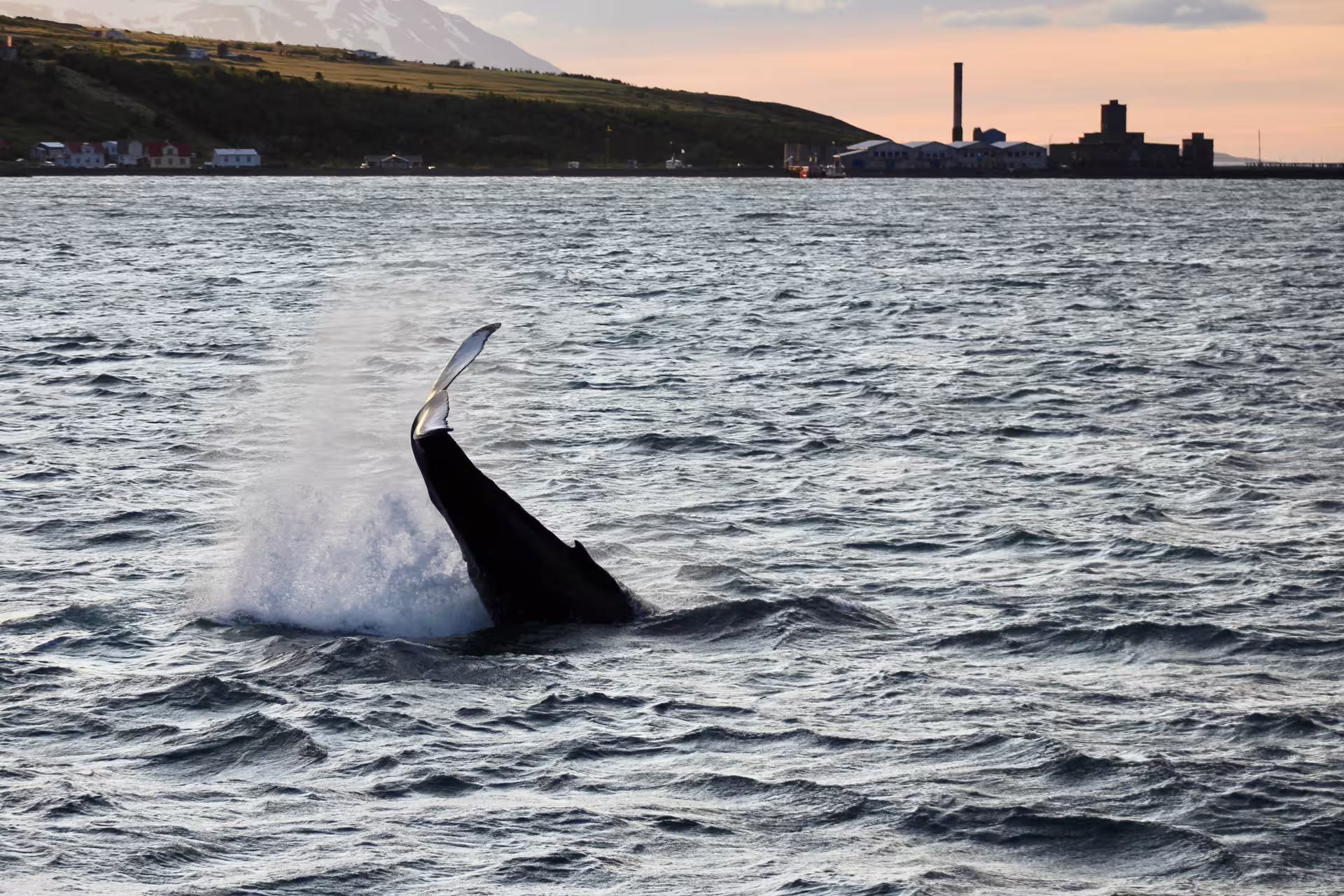 Humpback whale breaching near Akureyri harbor during midnight sun whale watching tour