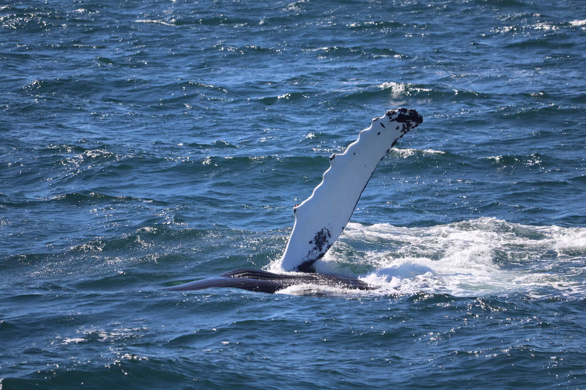 Whale breaching above the sea during a whale watching tour in North Iceland