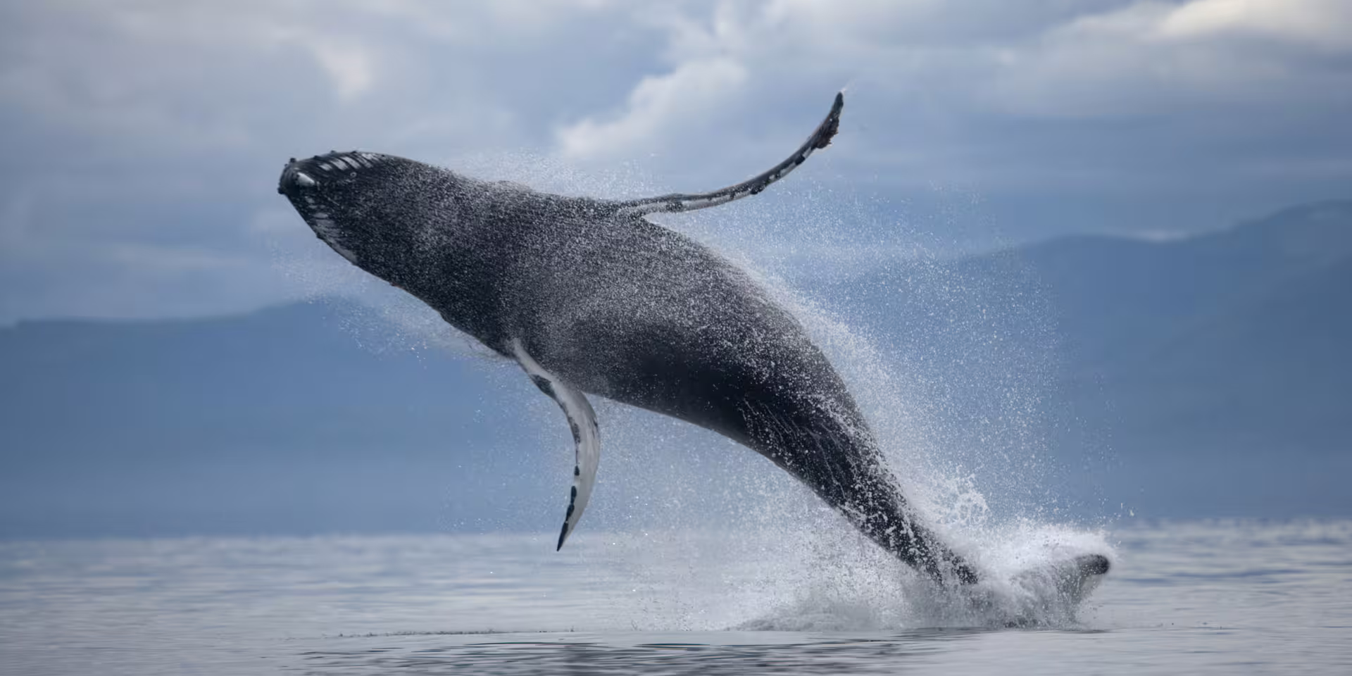 Majestic whale breaching ocean waves, perfect for thrilling ATV and whale watching adventure tours.