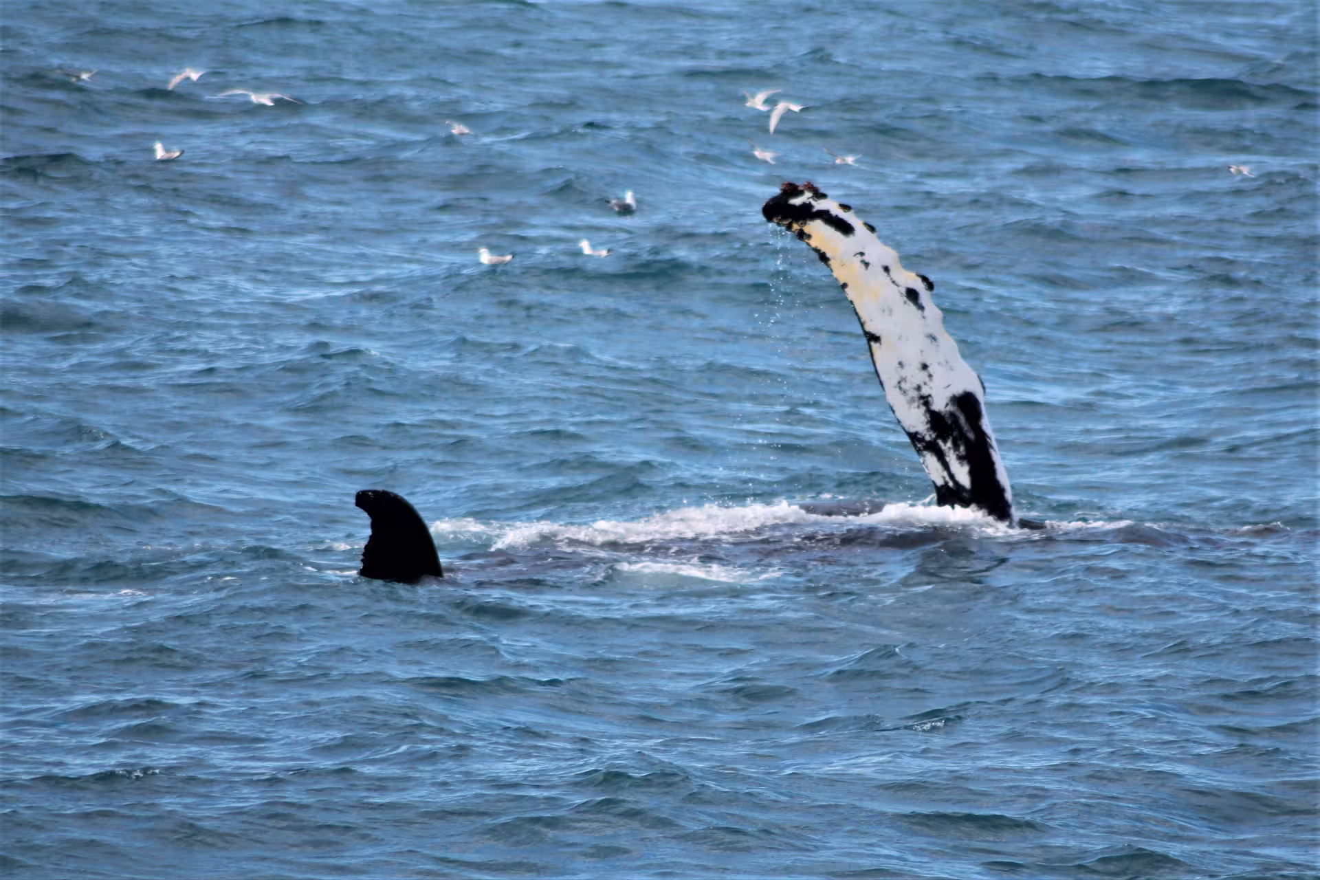 Whale breaching above the ocean during a whale watching tour in Faxaflói Bay, offering unforgettable wildlife encounters close to Reykjavík.