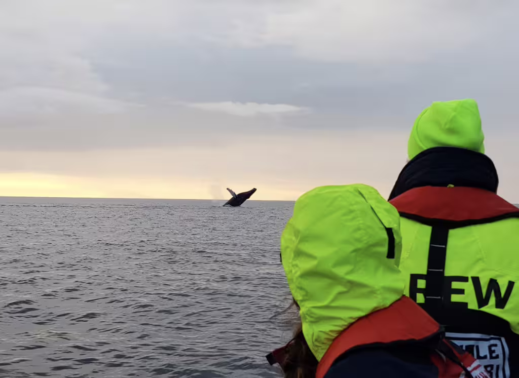 Whale breaching the ocean surface during midnight sun whale watching tour from Reykjavik