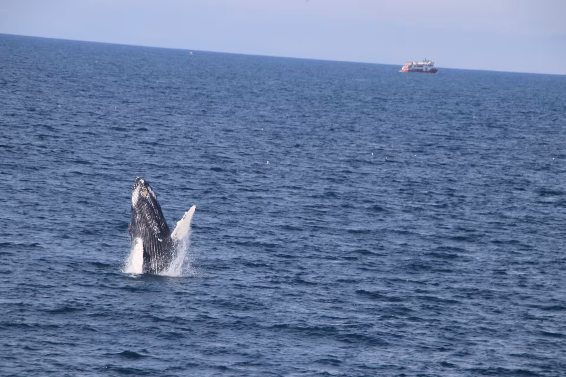 Whale breaching above the sea near Reykjavík Iceland