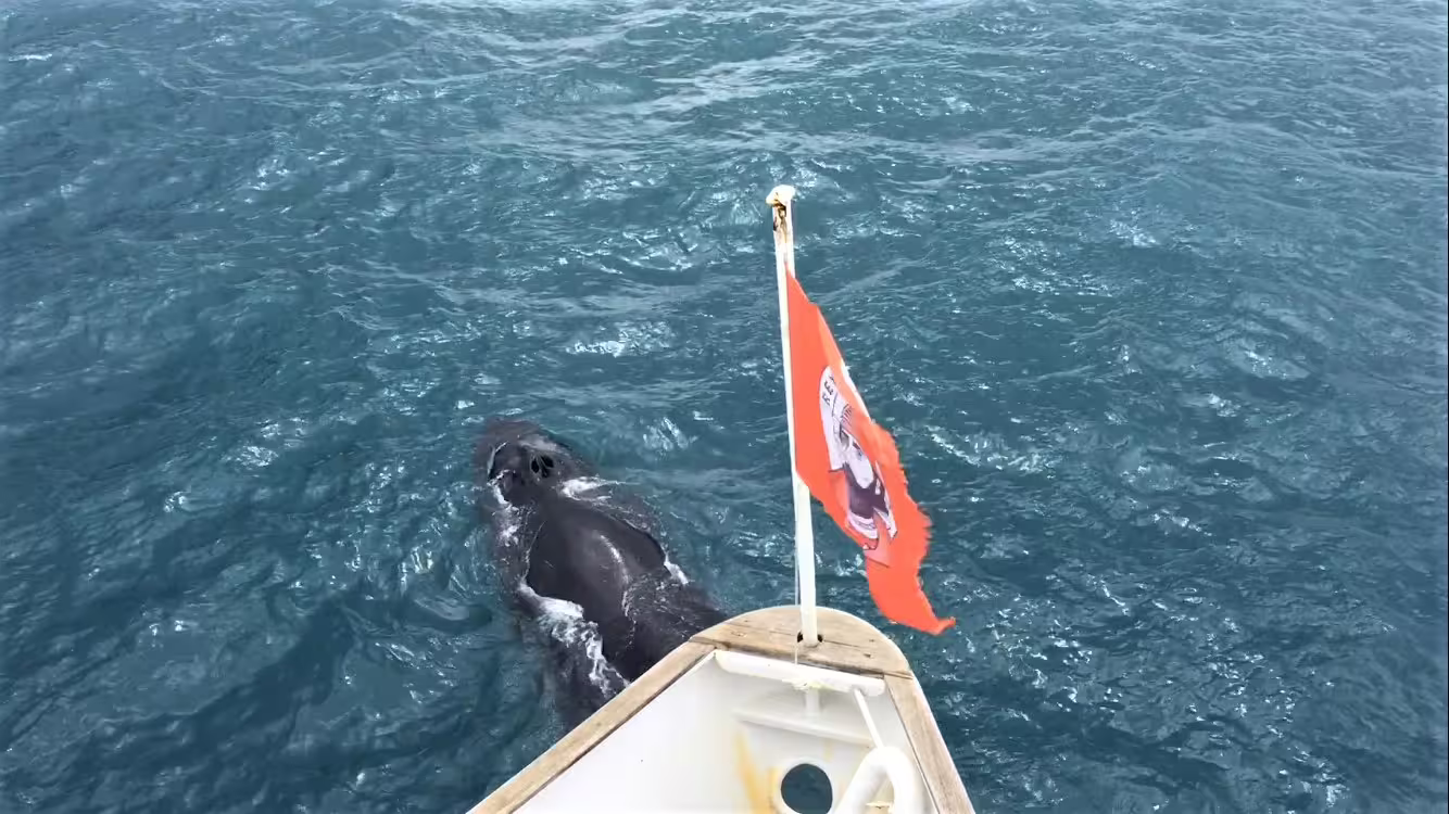 Reykjavik Sailors. Whale in front of boat