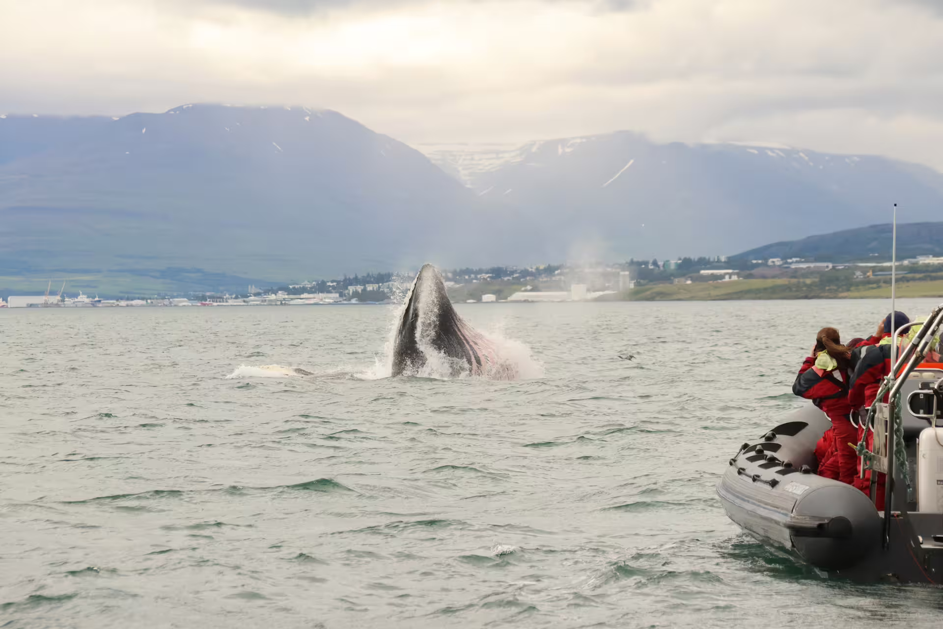 Humpback whale breaching near RIB boat with tourists in Eyjafjord, Akureyri, Iceland